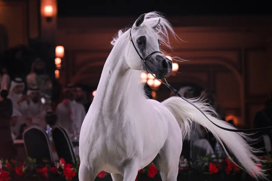 Global Champions Arabians Tour